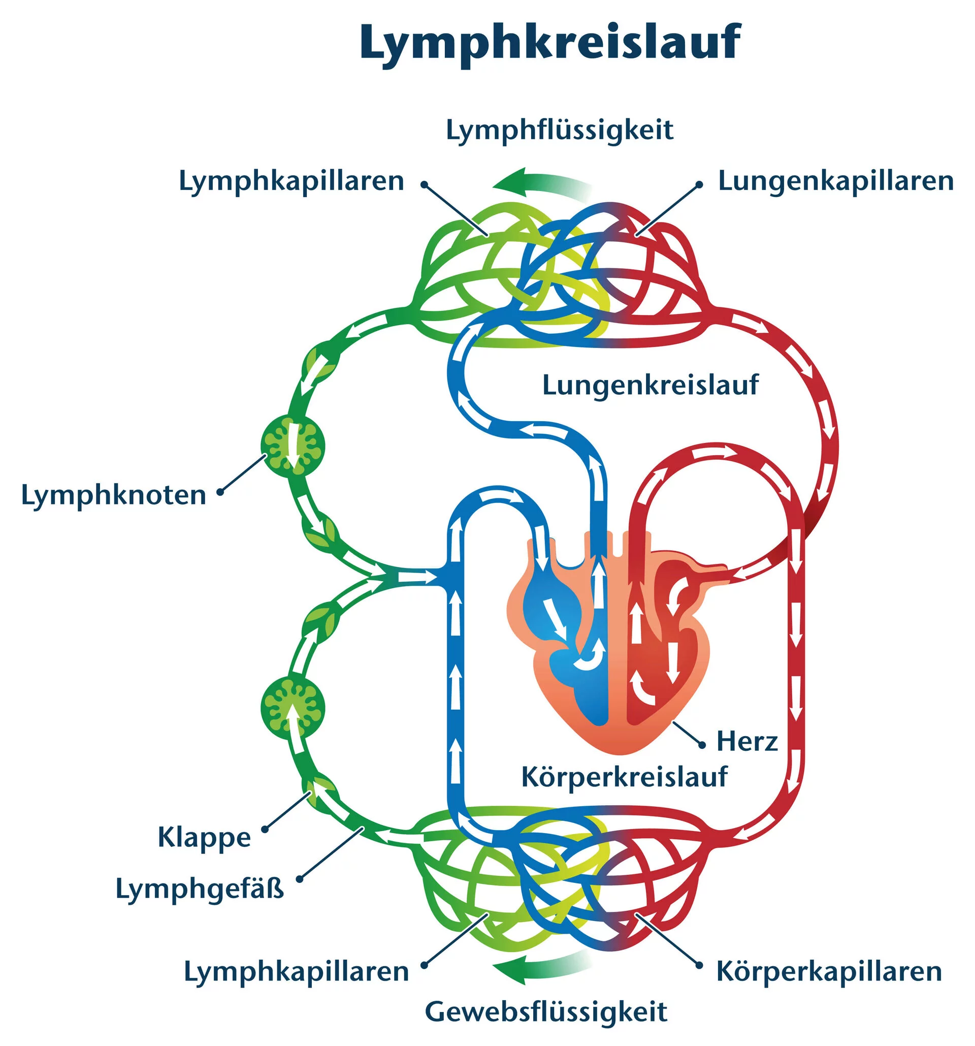 Lymphkreislauf