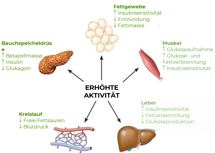 Abbildung 6: Wirkung auf verschiedene Organe (Myokraft in Anlehnung an ) https://pubmed.ncbi.nlm.nih.gov/28708479/#&gid=article-figures&pid=figure-1-uid-0)