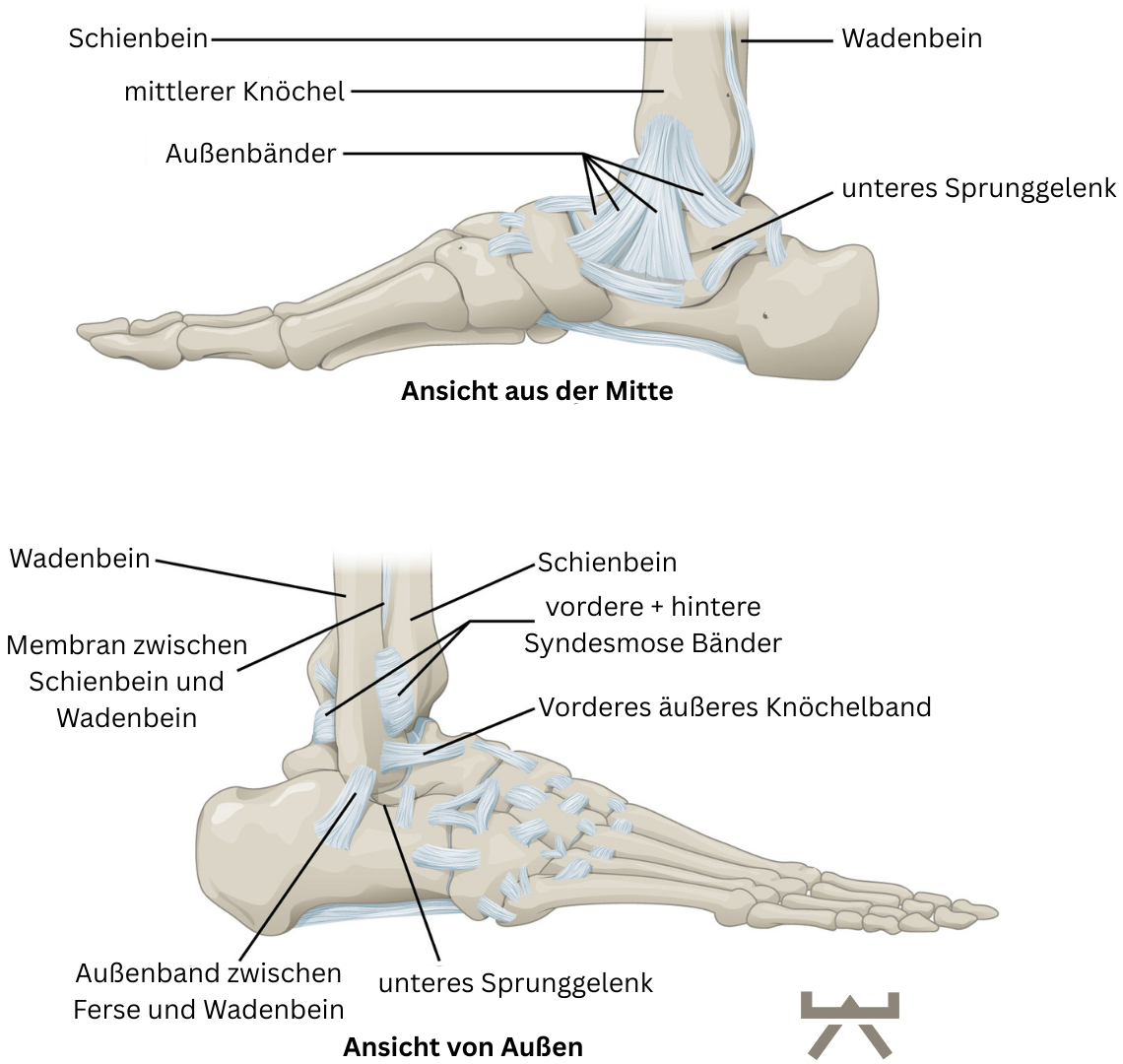 Abbildung 1: Anatomie der Bänder des Fuß (OpenStax AnatPhys fig.9.21 - Ankle Feet Joints - English labels " by OpenStax, license: CC BY. Source: book 'Anatomy and Physiology', https://openstax.org/details/books/anatomy-and-physiology., übersetzt durch Myokraft)