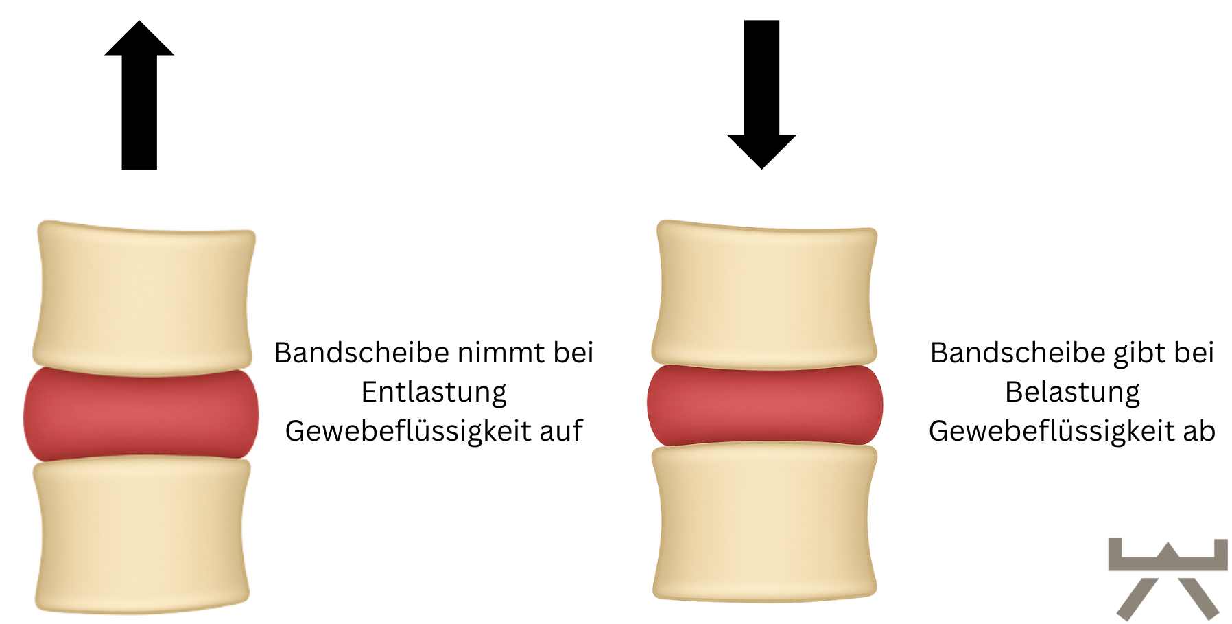 Abbildung 10: wie die Bandscheibe Flüssigkeit aufnimmt (Myokraft)