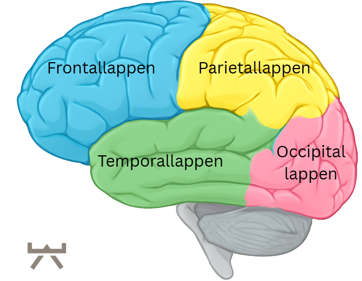 Abbildung 2: Anatomie des Gehirns (Myokraft)