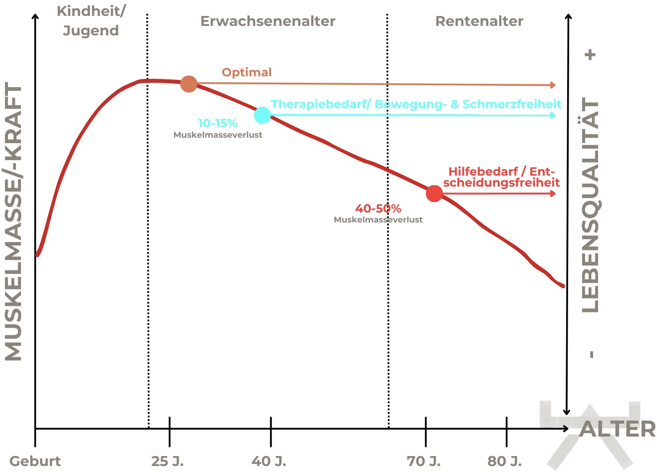 Abbildung 5: Entwicklung der Muskelmasse (Myokraft)