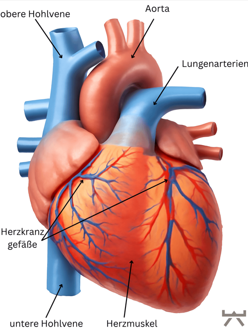 Abbildung 2: Gefäßanatomie des Herzens (Quelle: Myokraft in Anlehnung an https://www.gesundheitsinformation.de/koronare-herzkrankheit-khk.html)