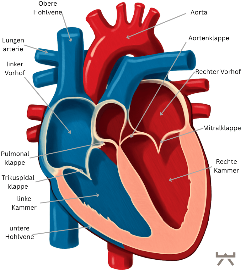 Abbildung 1: Anatomie des Herzens (Quelle: Myokraft in Anlehnung an medicalArtworkMainz)