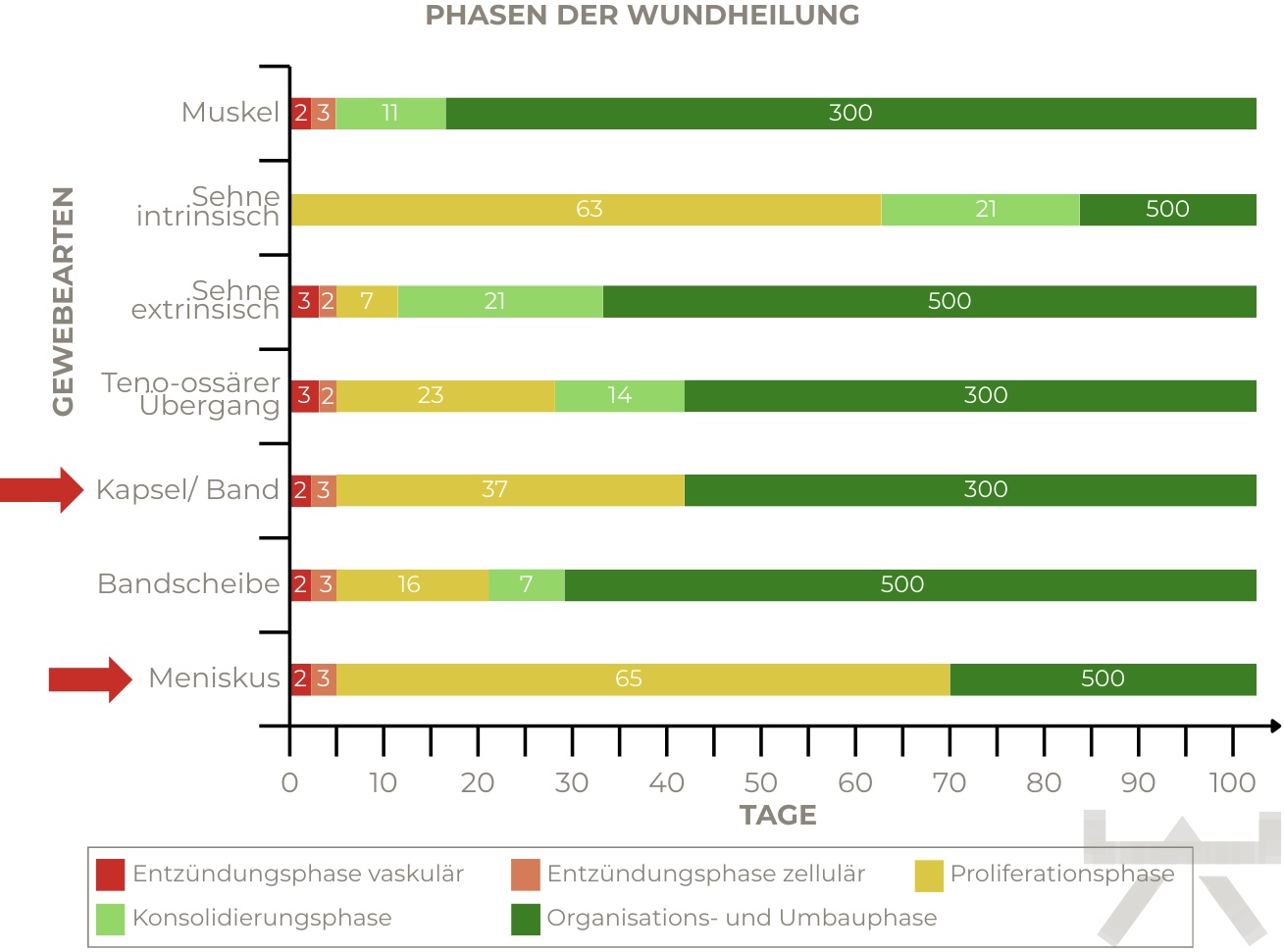 Abbildung 4: Dauer der Wundheilung bei verschiedenen Gewebetypen (Myokraft)